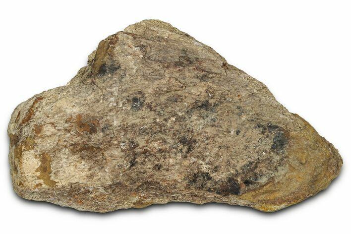 Dinosaur (Triceratops) Frill Shield Section - Montana #338958